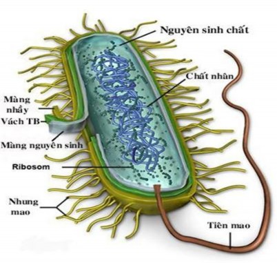 CẤU TẠO TẾ BÀO VI KHUẨN 5 Sinh lý của vi khuẩn 5 1 Dinh dưỡng Tất cả vi 13
