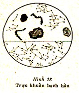 Xếp thành hình bó củi như trực khuẩn lao Có thể cong như hình dấu phẩy gọi 6