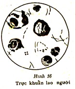 3 3 Xoắn khuẩn Là những vi khuẩn hình lò xo thường đứng riêng lẻ Đường 8