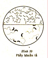 3 3 Xoắn khuẩn Là những vi khuẩn hình lò xo thường đứng riêng lẻ Đường 9