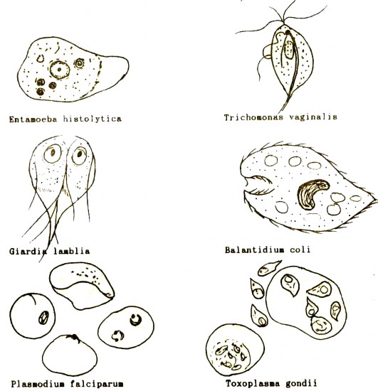 C ĐẠI CƯƠNG VỀ VIRUS 1 Định nghĩa về virut Virut là một hình thái của sự 1