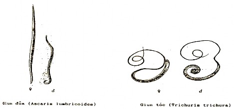 C ĐẠI CƯƠNG VỀ VIRUS 1 Định nghĩa về virut Virut là một hình thái của sự 2