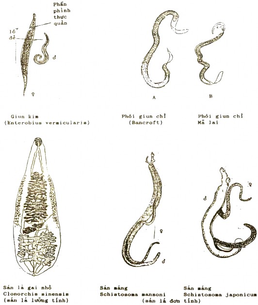C ĐẠI CƯƠNG VỀ VIRUS 1 Định nghĩa về virut Virut là một hình thái của sự 3