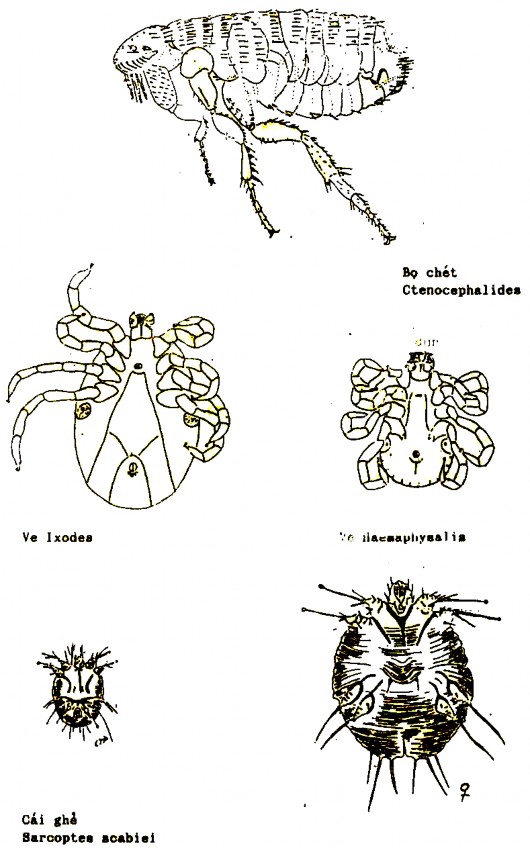 C ĐẠI CƯƠNG VỀ VIRUS 1 Định nghĩa về virut Virut là một hình thái của sự 5