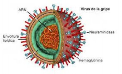 2 Virút dại Virút dại có nhiều trong nước bọt của súc vật bị bệnh dại qua 2