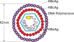 HBV thuộc loại siêu vi trùng Hepadna với khả năng tồn tại cao HBV bền vững với 4