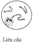 Liên cầu là những cầu khuẩn xếp thành chuỗi uốn khúc dài ngắn khác nhau 1