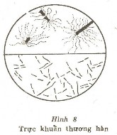 Trực khuẩn nhỏ Gram âm rất di động nhờ có lông quanh mình không có vỏ không 4