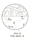 Vi khuẩn tả là loại trực khuẩn hơi cong Bắt mầu Gram âm không có vỏ không 5