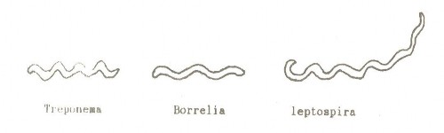 1 Xoắn khuẩn giang mai Treponema pallidum 1 1 Đặc điểm sinh vật học Hình thể và 1