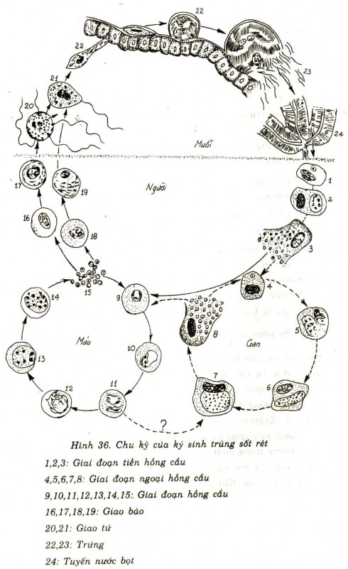CÂU HỎI LƯỢNG GIÁ 1 Chẩn đoán bệnh sốt rét cần xét nghiệm A Các chất dịch 2