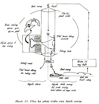 2 Trùng roi âm đạo Trichomonas vaginalis Trùng roi là những nguyên sinh động vật có 1