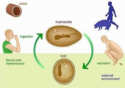 Quá trình lây nhiễm trùng lông Balantidium coli CÂU HỎI LƯỢNG GIÁ 1 Entamoeba 3