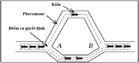 Hình 2 20 Quá trình quyết định đường đi của đàn kiến Trong ACO một con kiến 19