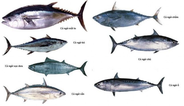 Hình 1 1 Một số loài cá nổi lớn Cá nổi nhỏ Cá nục Scad cá chỉ vàng Yellow 1