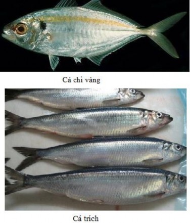 Hình 1 2 Một số loài cá nổi nhỏ Cá rạn Cá mú grouper cá hồng Snapper cá vược 2