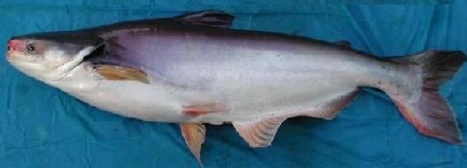 Hình 1 3 Cá tra Hình 1 4 Cá basa 3