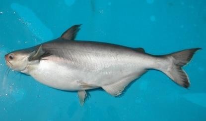 Hình 1 4 Cá basa 4