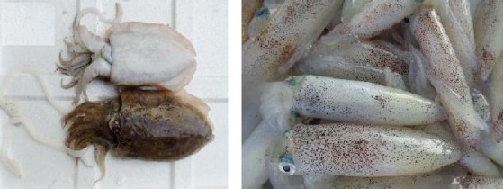 Hình 1 5 Mực nang Hình 1 6 Mực ống Hình 1 7 Bạch tuộc Các sản phẩm chế biến 1