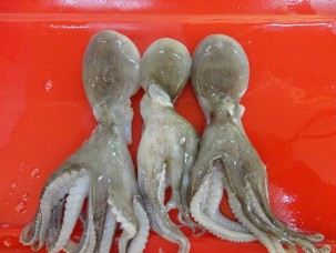 Hình 1 7 Bạch tuộc Các sản phẩm chế biến xuất khẩu phần lớn dưới dạng 2