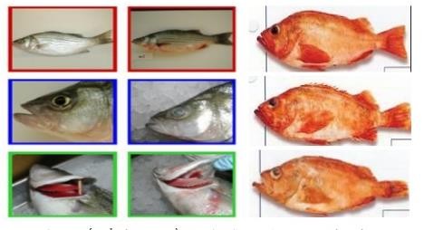 Hình 1 11 Biến đổi cảm quan bề mặt thân cá theo thời gian bảo quản b Biến 1