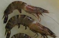 2 2 Vỡ gạch 2 3 Giãn đốt 2 4 Vỡ đốt 2 5 Vỡ vỏ gần đầu Bong tróc vỏ 2 7 2