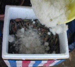 Hình 2 2 Bảo quản tôm lạnh Bảo quản lạnh tôm bằng nước đá xay hoặc nước 2