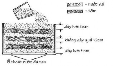 Hình 2 3 Bảo quản tôm trong thùng cách nhiệt có lỗ thoát nước ở đáy Ưu 3