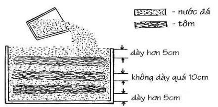 Hình 2 4 Bảo quản tôm trong thùng cách nhiệt không thoát nước ở đáy thùng Bảo 1