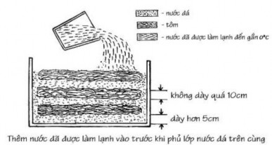 Hình 2 5 Bảo quản tôm bằng nước và đá lạnh Ưu điểm  Làm lạnh tôm rất 2