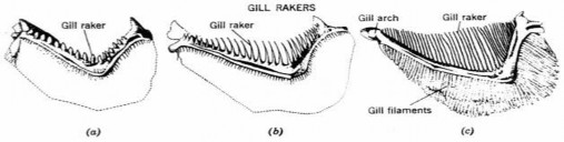 H 13 Hình dạng lược mang của a cá dữ b cá ăn tạp và c cá ăn lọc Xoang hầu 1