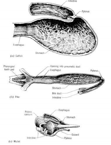 H 14 Hình dạng dạ dày của một số loài cá a cá ăn tạp thiên động vật catfish 2