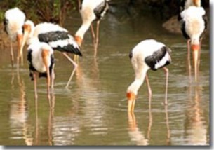 Đàn cò trong Khu du lịch Vàm Sát Tháp Tang Bồng ở độ cao 30m 4