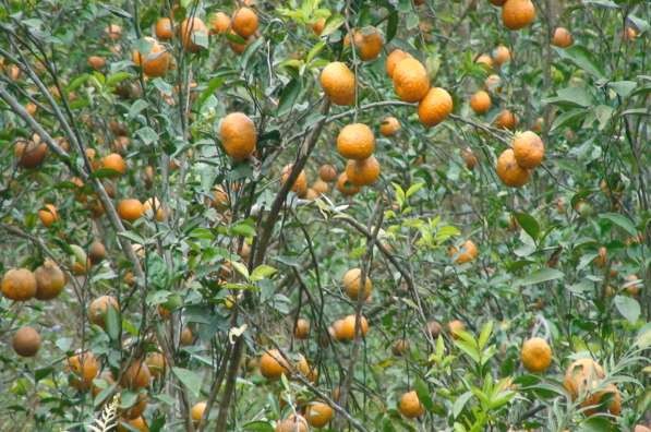 Mùa cam chín Thác nước trên đường đi điền dã Một văn bản Hát Iếu do nghệ 10