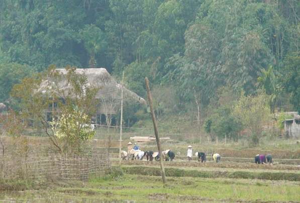 Ngày cấy trên quê hương Bản của người Tày ở xã Đồng Yên Bắc Quang Hà Giang 4