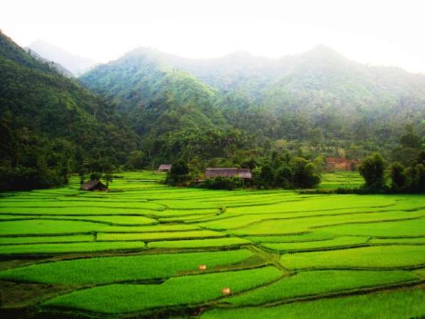 Ruộng lúa ở Đồng Yên Bắc Quang Hà Giang Con đường qua bản hôm nay Mùa cam chín 8