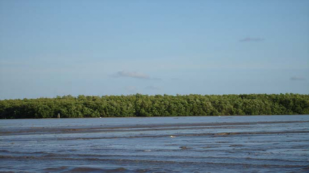 Hình 4 15 Tài nguyên rừng ngập mặn bán đảo Cà Mau Bùi Thị Nga ctv2007 Hình 4 16 2