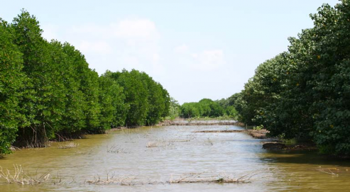 Hình 4 16 Rừng ngập mặn –sinh kế của người dân vùng ven biển Bùi Thị Nga 4