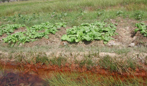 Hình 5 3 Đất bị suy thoái do phèn hóa Lê Văn Khoa 2005 Hình 5 4 Đất bị suy thoái 3