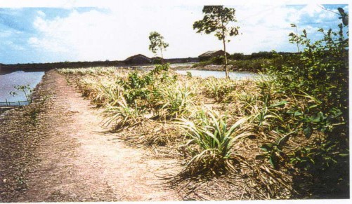 Hình 5 9 Đất bị suy thoái do mặn hóa tại Vĩnh Châu Sóc Trăng Lê Văn Khoa 2005 6