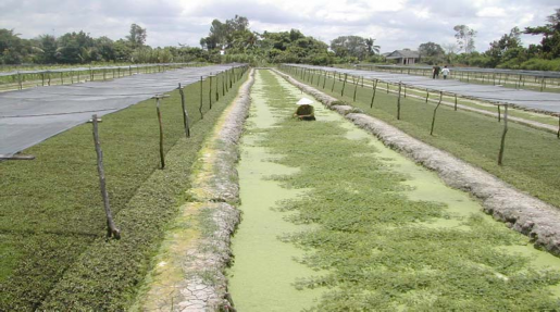 Hình 5 11 Mương chứa nước tưới cho rau xà lách xoong thông với sông rạch lân 7