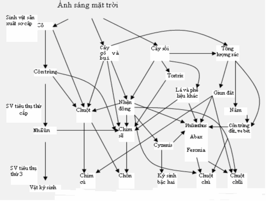Hình 2 2 Sơ đồ về mạng lưới thức ăn Tôn Thất Pháp 2006 Trong tổng năng 1