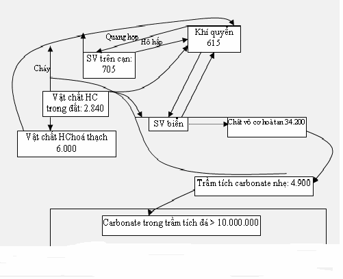 Hình 2 3 Chu trình cacbon Tôn Thất Pháp 2006 II 8 2 Chu trình nitơ Chu trình nitơ về 1