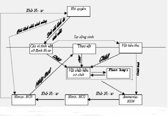 Hình 2 4 Chu trình nitơ Tôn Thất Pháp 2006 II 9 NHÂN TỐ MÔI TRƯỜNG ẢNH HƯỚNG 2