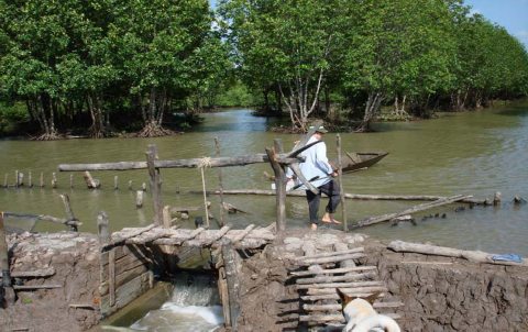 Hình 4 7 Hệ thống rừng – tôm ở rừng ngập mặn Cà Mau Bùi Thị Nga 2007a Rừng 1