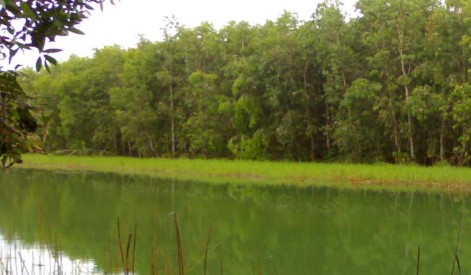 Hình 4 8 Rừng tràm Trà Sư nơi nghĩ dưỡng và tham quan du lịch Nguồn Bộ môn Khoa 2