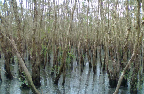 Hình 4 9 Rừng tràm Trà Sư cây rừng đã bị chết mà chưa rỏ nguyên nhân Nguồn 3