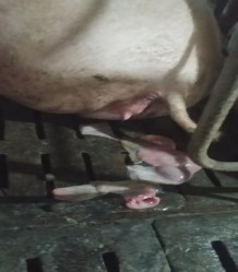 Ảnh 14 Chản đoán sảy thai Ảnh 15 Chẩn đoán viêm tử cung 12