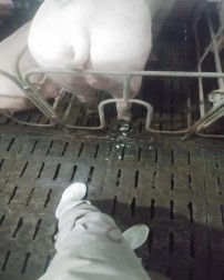 Ảnh 14 Chản đoán sảy thai Ảnh 15 Chẩn đoán viêm tử cung 13