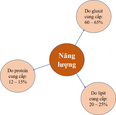 Hình 1 1 Nguyên tắc cân đối năng lượng 1 1 2 2 Cân đối về protein Thành phần 1